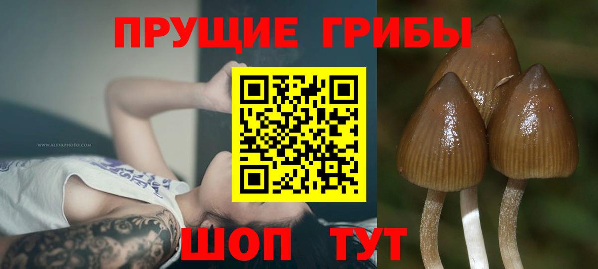 Ачинск  Галлюциногенные грибы Cubensis  Вход с VPN 